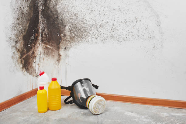 Best Toxic Mold Removal  in Muttontown, NY
