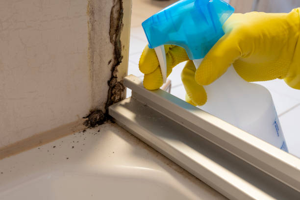 Best Mold Removal Company Near Me  in Muttontown, NY