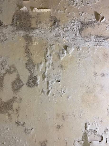 Best Fast Mold Removal  in Muttontown, NY