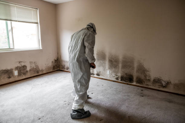 Best Crawl Space Mold Removal  in Muttontown, NY