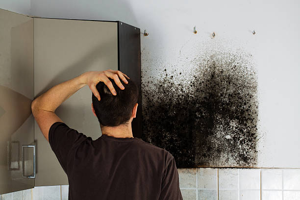Best Crawl Space Mold Removal  in Muttontown, NY