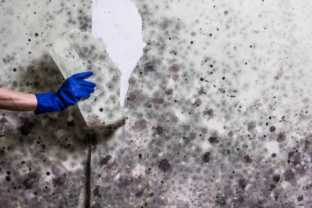 Best Commercial Mold Removal  in Muttontown, NY