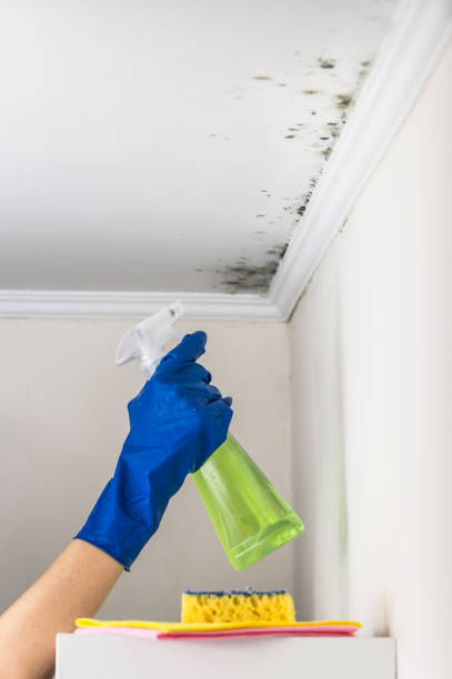 Best Local Mold Removal Service  in Muttontown, NY