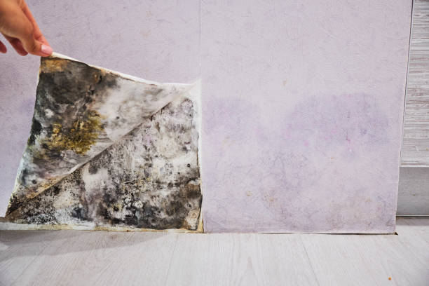 Best Mold Removal Process  in Muttontown, NY